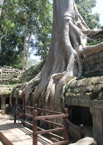Ta Prhom Tempel, Angkor, Cambodja